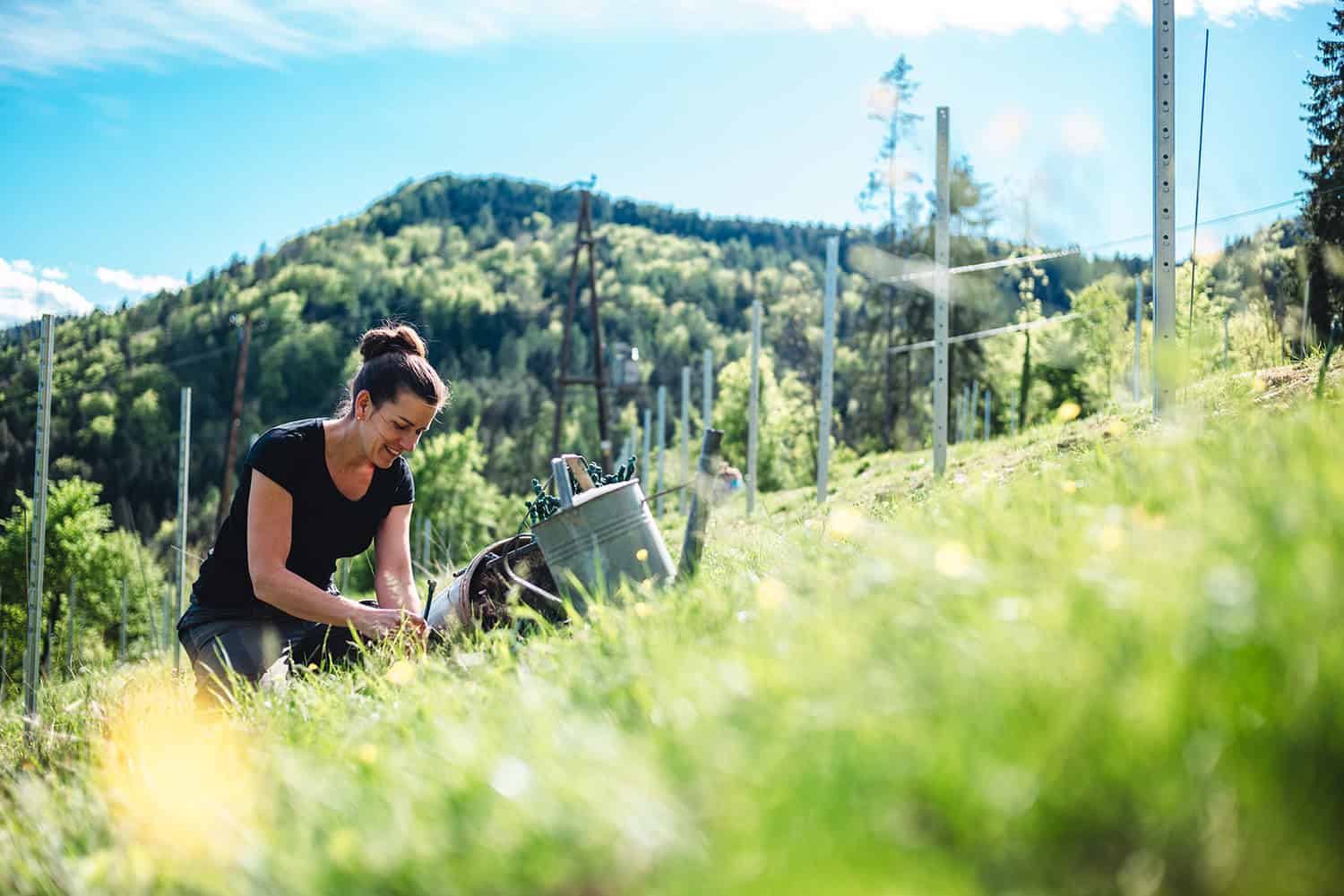 2. A woman working in a vineyard during sunny weather, picking grapes for winemaking at Weingut vulgo Ritter in einer malerischen Weinberglandschaft.